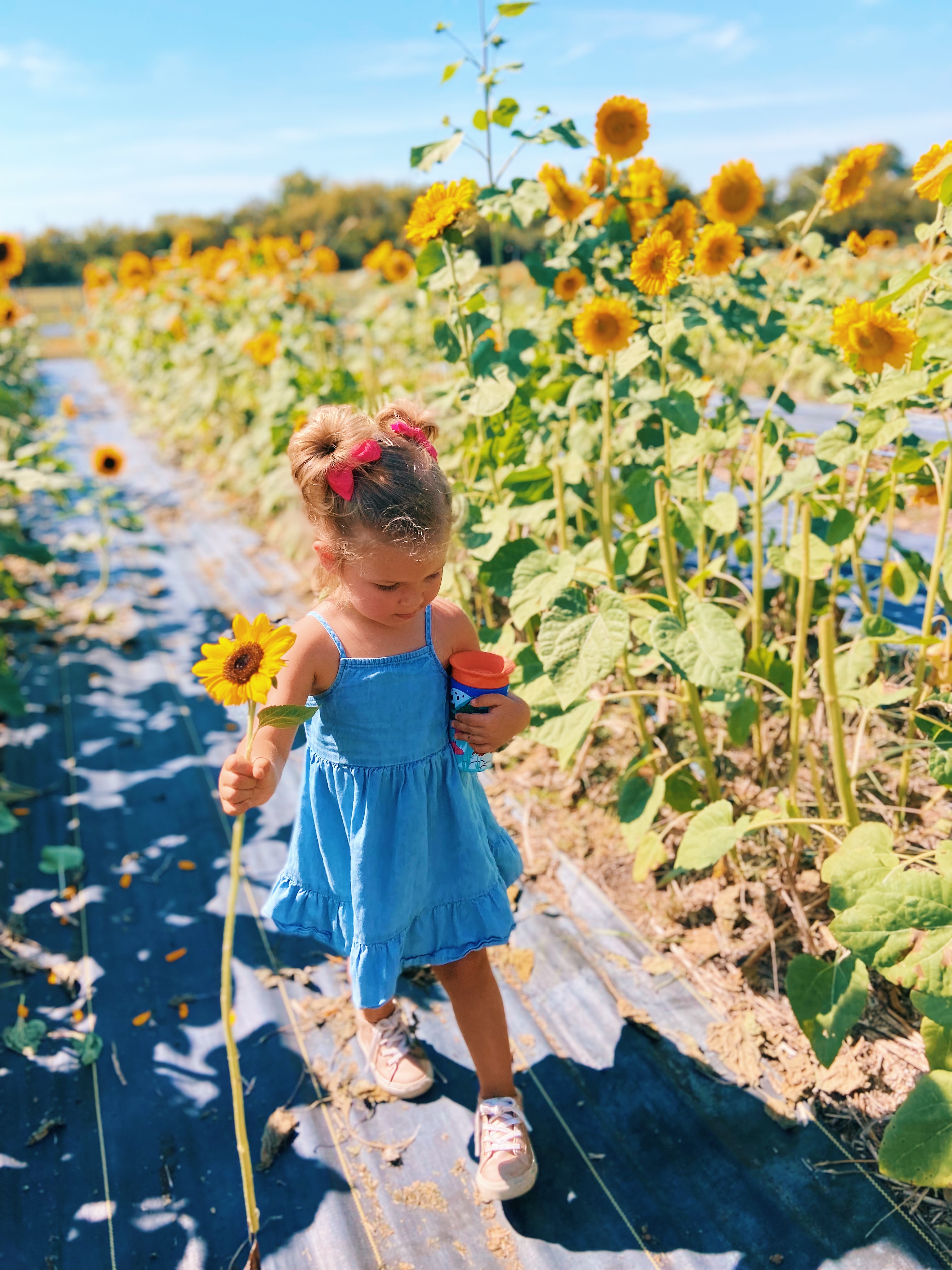 Picking Sunflowers in Dallas Mars Hill Farm