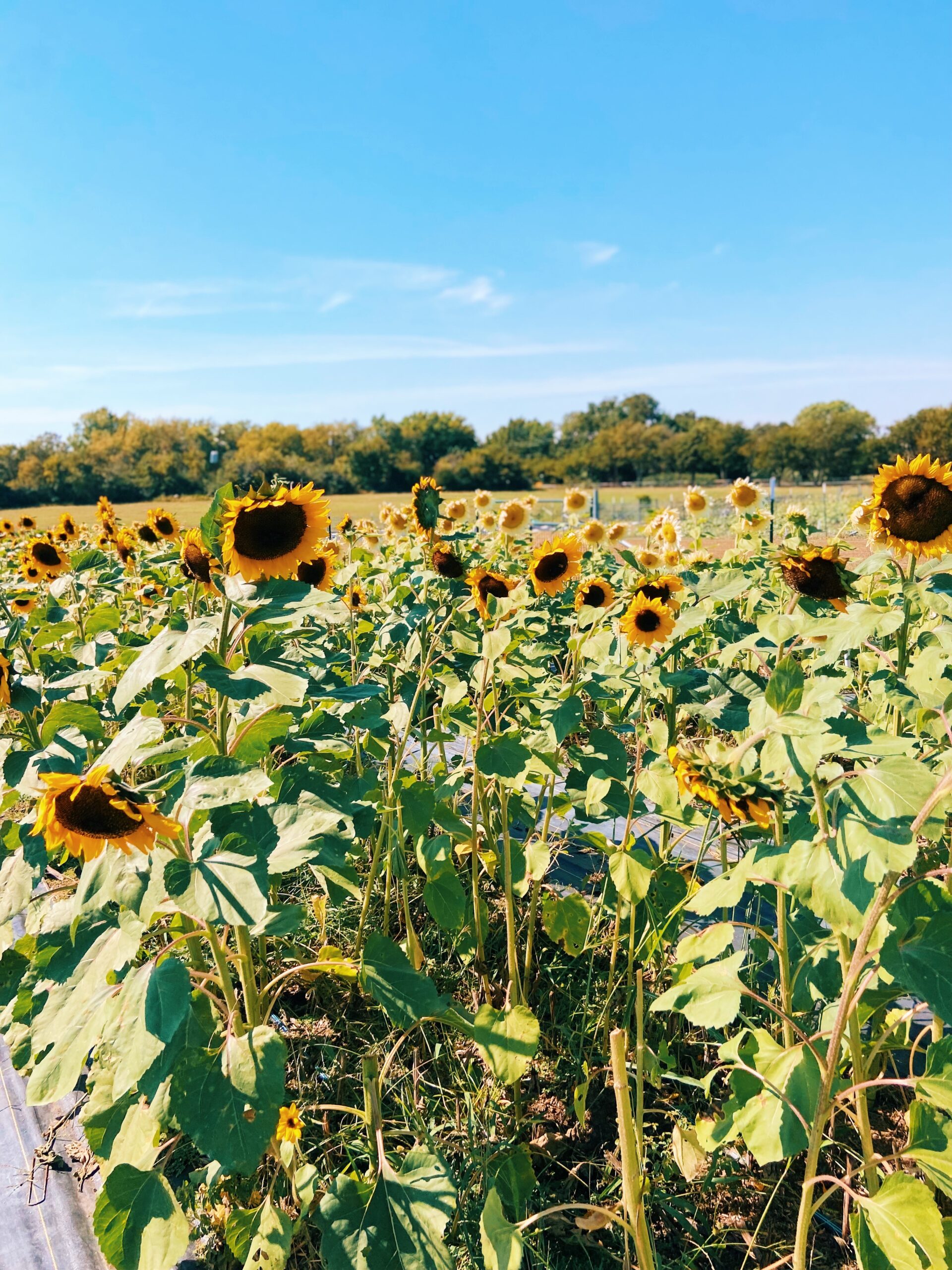Picking Sunflowers in Dallas Mars Hill Farm