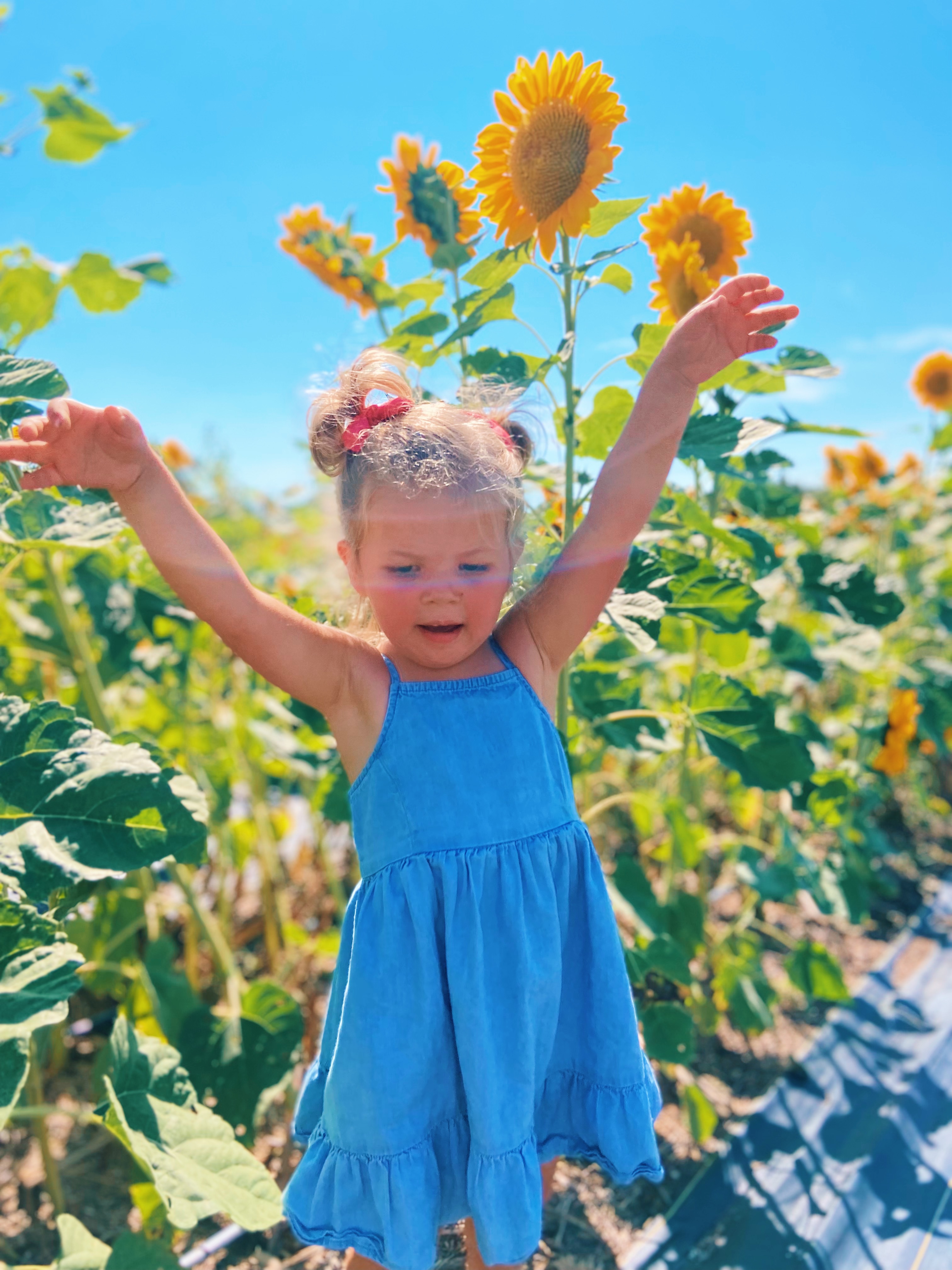 Picking Sunflowers in Dallas Mars Hill Farm