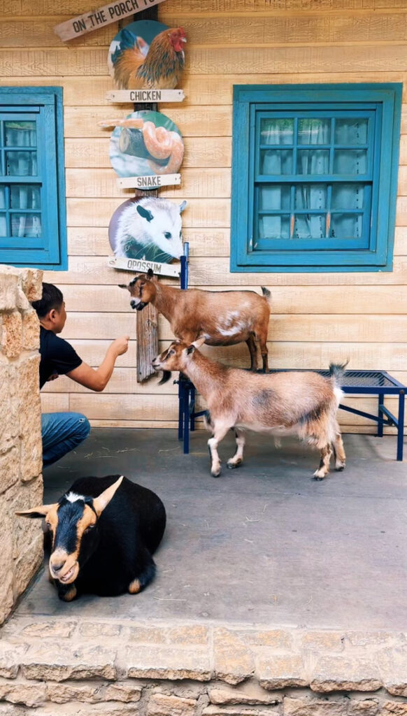 Goat petting zoo at Fort Worth Zoo