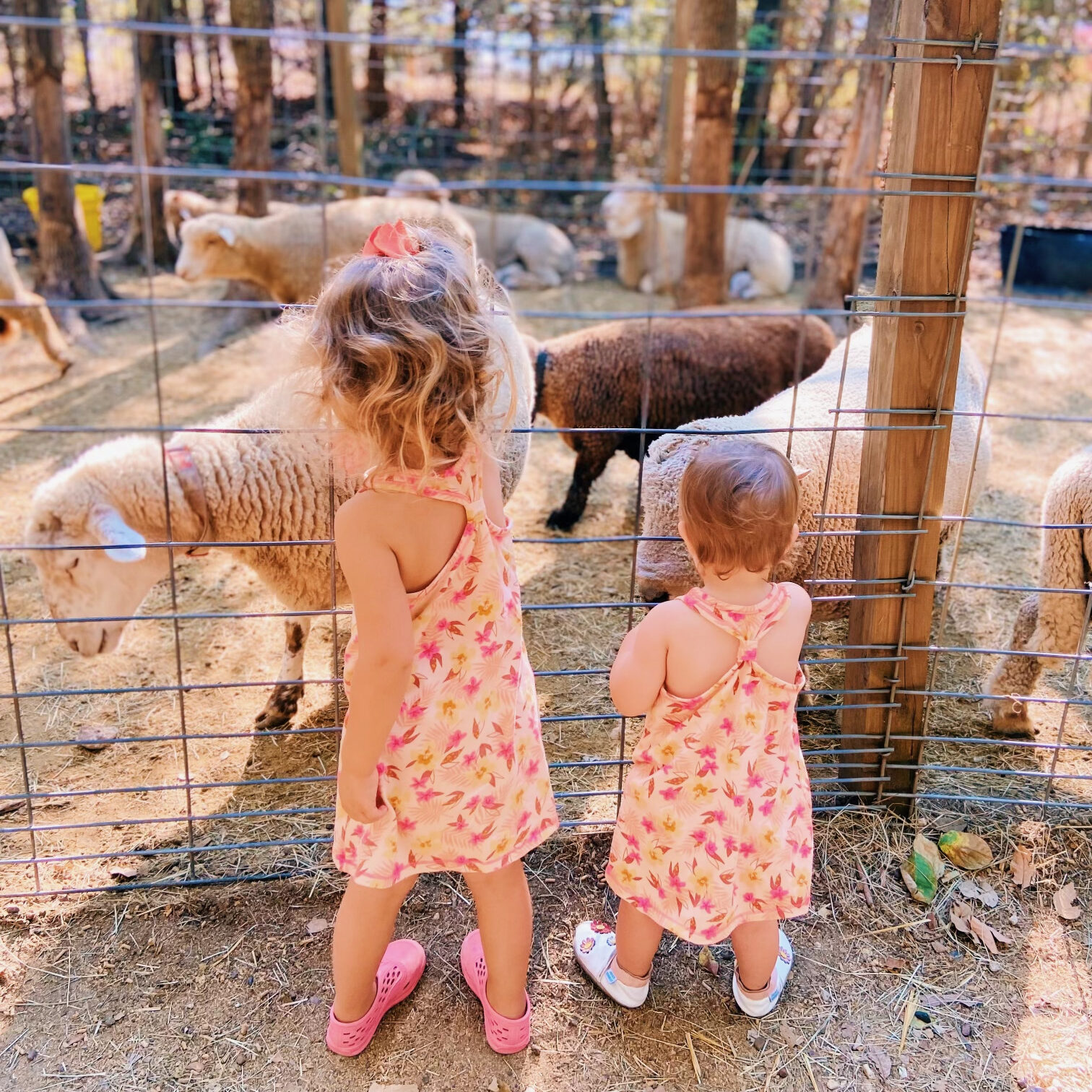 Blase Family Farm petting zoo