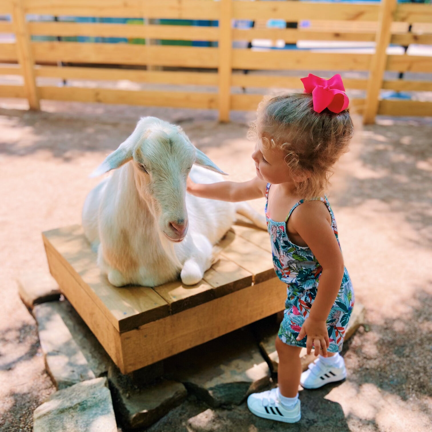 Goat petting zoo at Dallas Zoo