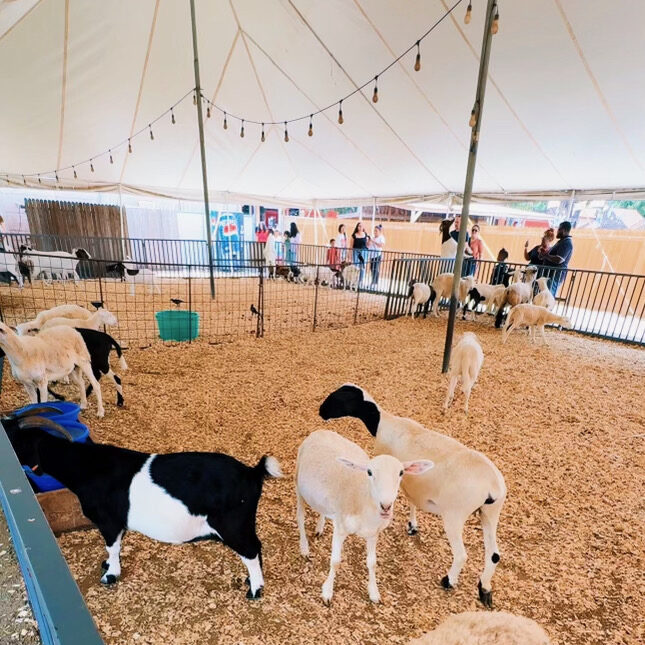 Fort Worth Stockyards Petting Zoo